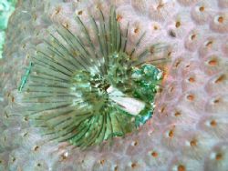 A nice anemone by Jacob Thastrup 